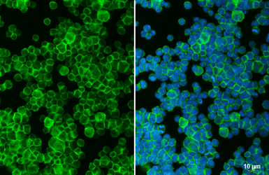 Anti-CD38 antibody [HL5737] used in Immunocytochemistry/ Immunofluorescence (ICC/IF). GTX646688